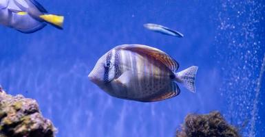 image sous-marine de poissons dans la mer photo