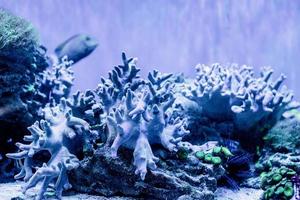 image sous-marine de plantes marines et d'algues dans la mer photo