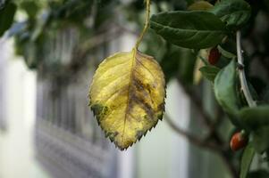 Jaune feuille sur une arbre photo