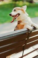 portrait de une chien corgi race cette grimpé sur une banc et des stands sur deux jambes photo