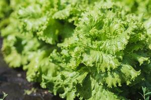 salade plante grandit dans le légume jardin dans le village photo