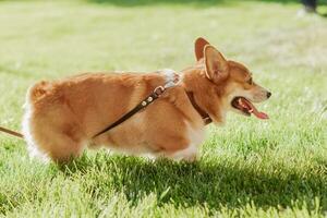 portrait de une chien corgi race sur une Contexte de vert herbe sur une ensoleillé journée dans été photo