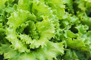 vert salade grandit dans le légume jardin dans été photo