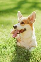 portrait de une chien corgi race sur une Contexte de vert herbe sur une ensoleillé journée dans été photo