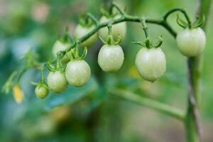 vert Cerise tomates grandir sur des buissons dans le légume jardin dans été. fermer photo