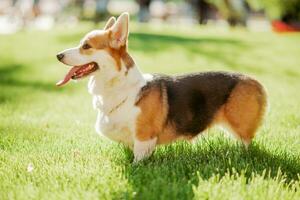 portrait de une chien corgi race sur une Contexte de vert herbe sur une ensoleillé journée dans été photo