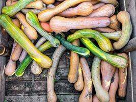 citrouille récolte différent les types et variétés citrouilles nourriture casse-croûte Extérieur copie espace nourriture Contexte rustique Haut vue photo