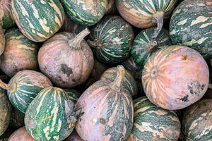 citrouille récolte différent les types et variétés citrouilles nourriture casse-croûte Extérieur copie espace nourriture Contexte rustique Haut vue photo