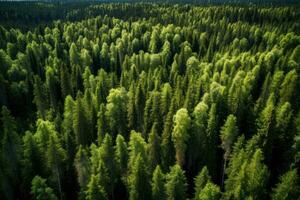 aérien vue de conifère forêt dans été. drone la photographie, aérien vue de vert été forêt avec épicéa et pin des arbres dans Finlande, ai généré photo
