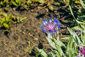 bleu fleur de Montagne bleuet centaurée Montana avec Naturel vert feuilles et fleurs Contexte. grandit dans prés et ouvert des bois. les plantes pour jardinage, photo