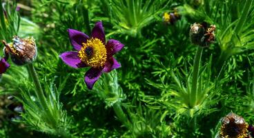 magnifique pulsatille vulgaris dans le jardin dans printemps. pulsatille vulgaire, anémone pulsatille, est une espèce de floraison plante qui appartiennent à le renoncule famille, renonculacées. photo