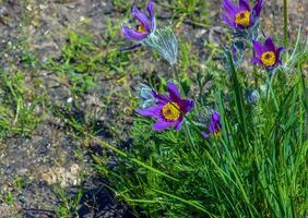 magnifique pulsatille vulgaris dans le jardin dans printemps. pulsatille vulgaire, anémone pulsatille, est une espèce de floraison plante qui appartiennent à le renoncule famille, renonculacées. photo