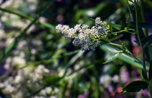 lépidium épanouissement avec blanc fleurs proche en haut. il a une fort désagréable odeur et est utilisé comme une punaise de lit repoussant. photo