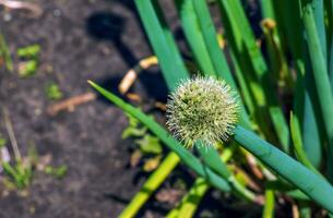 allium fistuleux. floraison oignons dans le jardin. comestible usine, épanouissement vivace photo