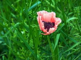 Oriental coquelicot fleur. papaver orientale est magnifique vivace plante dans le jardin photo