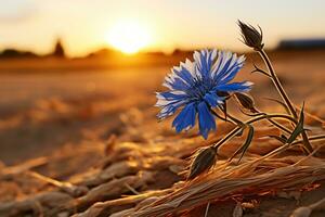 bleu bleuets dans une champ fermer. bleuets dans une été champ dans le des rayons de le coucher du soleil. généré par artificiel intelligence photo