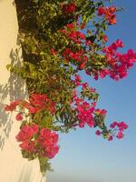 bougainvilliers vigne escalade une maison mur photo