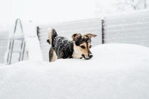 adorable chien de race mixte jouant dans la neige dans l'arrière-cour photo