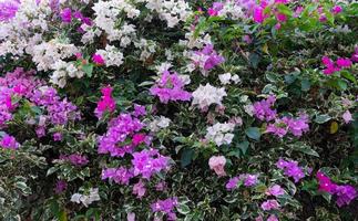 belles fleurs de bougainvilliers roses et blancs photo