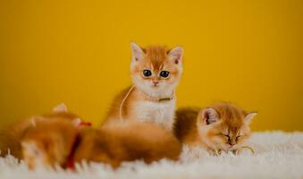 Orange chat mignonne chat mignonne animal de compagnie en train de dormir chaton mignonne chaton chat croissance maturité le Regardez et innocence de chats. photo