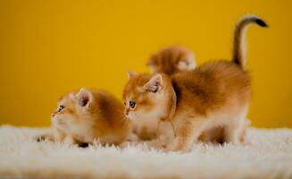 Orange chat mignonne chat mignonne animal de compagnie en train de dormir chaton mignonne chaton chat croissance maturité le Regardez et innocence de chats. photo