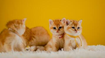 Orange chat mignonne chat mignonne animal de compagnie en train de dormir chaton mignonne chaton chat croissance maturité le Regardez et innocence de chats. photo