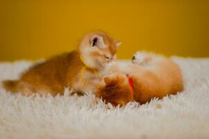 Orange chat mignonne chat mignonne animal de compagnie en train de dormir chaton mignonne chaton chat croissance maturité le Regardez et innocence de chats. photo