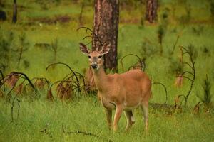 cerf permanent dans une boisé bosquet dans sauvage photo