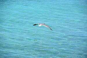 en riant mouette en volant plus de le océan des eaux photo