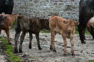 troupeau de veaux et vaches sur une ferme photo