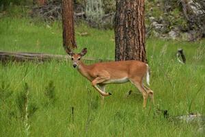 biche dans une champ avec le sien patte élevé photo