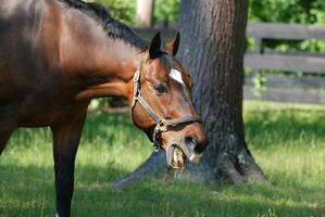 cheval mastication herbe avec le sien bouche ouvert photo