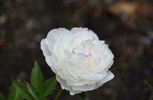 blanc pivoine fleur épanouissement et floraison dans le été photo