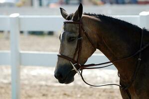 à la recherche dans le visage de une rouan cheval photo