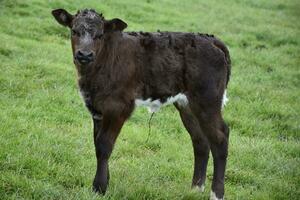 nouveau née marron veau dans une champ sur une ferme photo