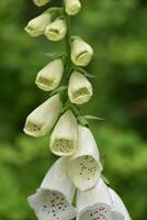 bourgeonnant et floraison blanc digitale pourprée plante dans une jardin photo