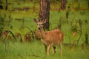 cerf mastication sur herbe dans une bosquet photo