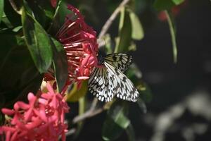 arbre nymphe papillon sur rose fleurs dans une jardin photo