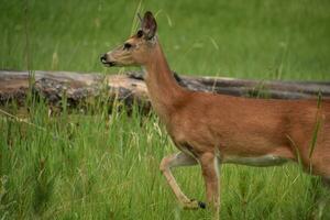 cerf avec le sien jambe élevé prêt à fuir photo