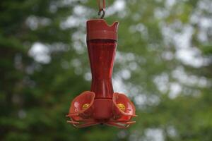 colibri mangeoire rempli avec rouge sucre l'eau photo