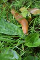 rampant limace ou escargot sur le sol photo