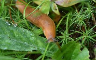 proche en haut de une terre escargot sur le humide sol photo