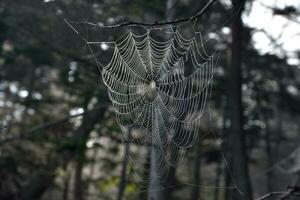 à la recherche dans une grand araignée la toile en haut proche photo