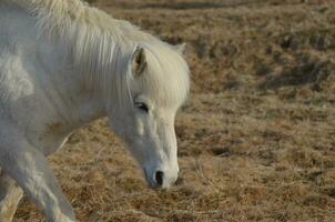 roaming blanc islandais cheval photo