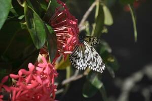 papillon jardin avec une arbre nymphe papillon photo