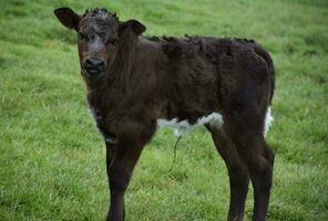 précieux nouveau née bébé veau sur bancal jambes photo