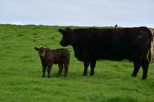 sucré vache famille dans une grand champ photo