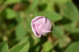 pâle rose minuscule bouton de rose début à fleur photo