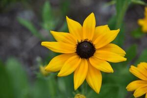 magnifique marron betty fleur fleur dans une jardin photo