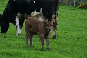 adorable veau avec Lait sur le sien museau photo